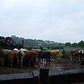 cows 1.jpg