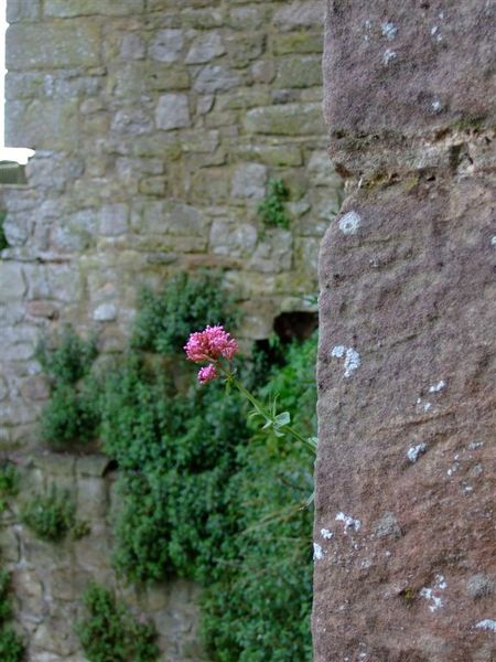 flower &amp; stone 5.jpg