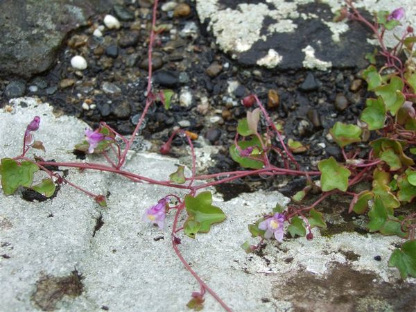 flower &amp; stone  2.jpg