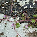 flower &amp; stone  2.jpg