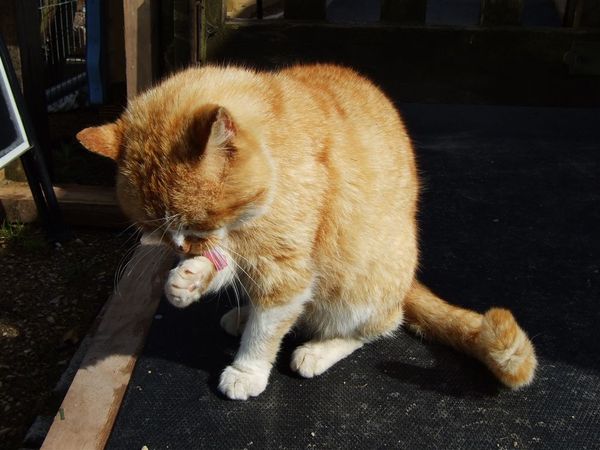 ginger cat  in Raglan castle 1.jpg