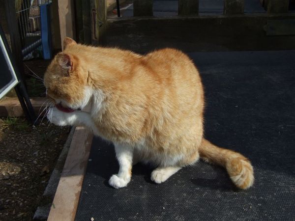 ginger cat  in Raglan castle 2.jpg