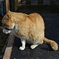 ginger cat  in Raglan castle 2.jpg