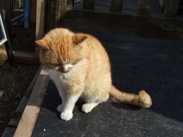 ginger cat  in Raglan castle 3.jpg
