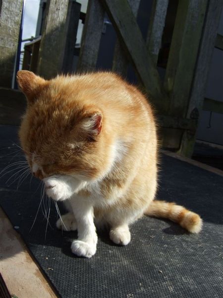 ginger cat  in Raglan castle 4.jpg