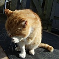 ginger cat  in Raglan castle 4.jpg