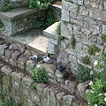 taken from the top of Raglan Castle 3-pigeons.jpg