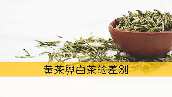 #茶葉知識#白茶#黃茶#六大茶類#什麼是白茶#什麼是黃茶#白茶和黃茶差別#白茶作法#黃茶作法#白茶特色#黃茶特色#白茶製作#黃茶製作#白茶產地#黃茶產地#白茶功效#黃茶功效#白茶營養價值#黃茶營養價值#白牡丹