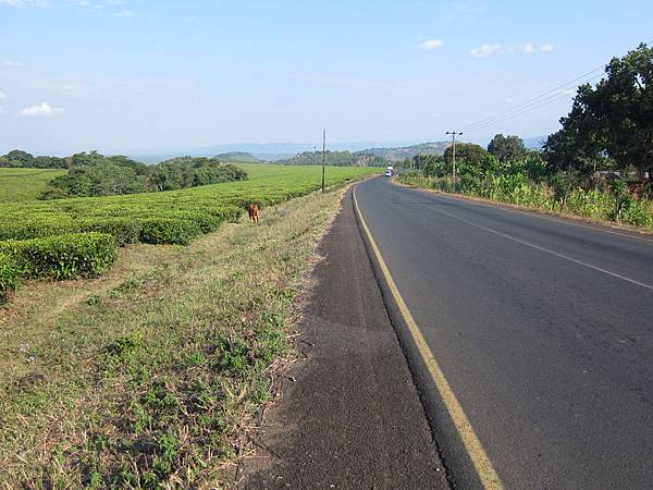 由Uyole叉路往南,是高海拔放牧區與茶業生產區
