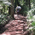 登山口Machame gate至Machme huts(第一日宿營地)的熱帶雨林,也是行程除最後一日下山日唯一一天全成於與鄰中行進