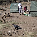 非洲白頸渡鴉(white-necked raven , 又叫scavenger)可生存至400公尺的高度,為吉力馬札羅山區常見的鳥類 這種”垃圾鳥”不走可愛路線,而是走實用路線,甚至可吞下雞骨頭