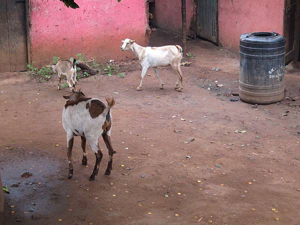衣索比亞路邊的山羊和台灣的流浪狗一樣多，也成為衣索比亞的主要肉類來源