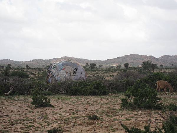 樹枝廢紙張搭成的簡陋建築,，las gaal村落的居民未受觀光旅客的涓涓細流蒙利