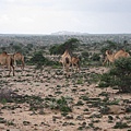 las gaal洞穴附近平原多處見駱駝棲息，而las gaal在索馬里語的意思是單峰駱駝飲水坑