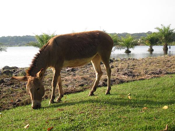 布加拉島的驢子，島上最常見的助農牲畜