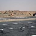 飆沙是杜拜最受旅客歡迎的戶外活動，路旁的駱駝是焦點動物