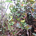 以發現者Hugh Low命名的Nepenthes lowii(勞氏豬籠草)