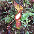 Trus Madi的特有種Nepenthes macrophylla(大葉豬籠草)