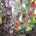 Nepenthes lowii(勞氏豬籠草)