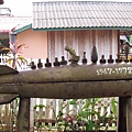2/18 Muang Ngoi作為門前裝飾的集束母子彈