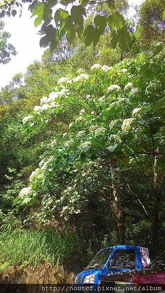 藤山園淨山(106年5月7日)_171115_0005.jpg