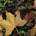 IMG_6595.png