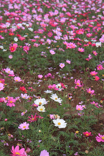 IMG_6730.png