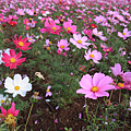 IMG_6734.png