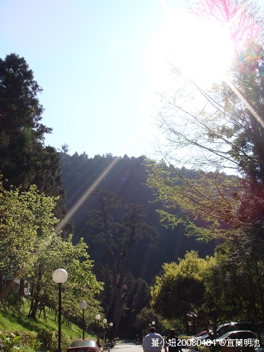 太陽出來囉~(昨天起大霧的神木,今天也看起來很有精神唷)