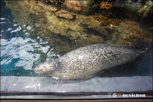 Day2_海遊館_13.JPG