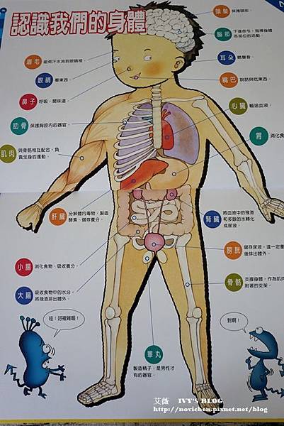 身體大探險_4.JPG