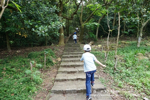 仁和步道賞桐花_6.JPG