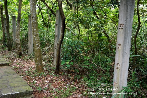 仁和步道賞桐花_9.JPG 仁和步道賞桐花_9.JPG