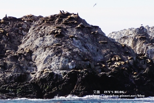 17 Mile Drive_18.JPG