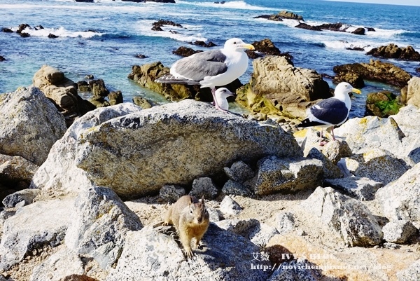 17 Mile Drive_19.JPG