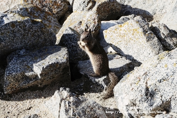 17 Mile Drive_20.JPG