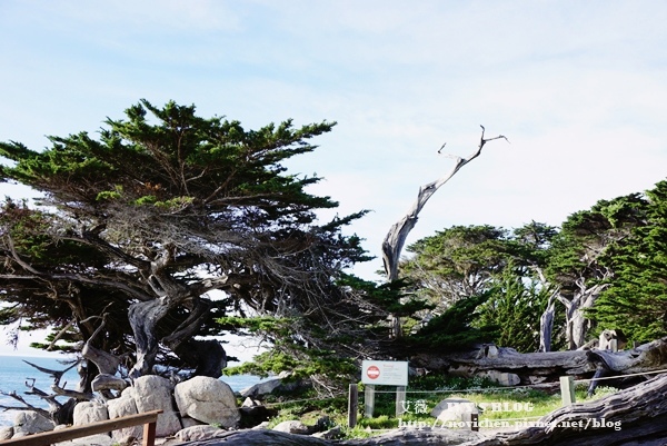 17 Mile Drive_30.JPG