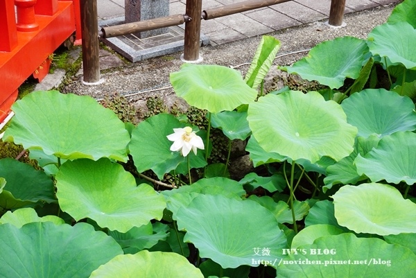 青井阿蘇神社_6.JPG