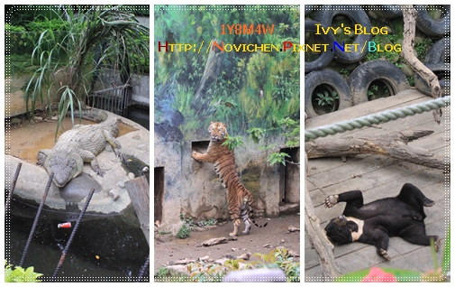 [1Y8M4W] 0417 新竹動物園_11.JPG