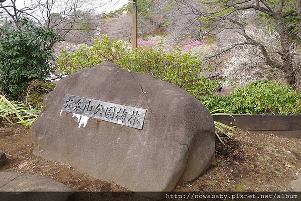 08大倉山公園賞梅花.JPG