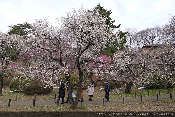 11大倉山公園賞梅花.JPG