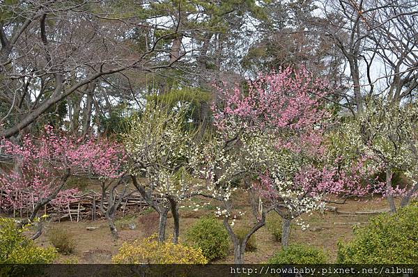 12大倉山公園賞梅花.JPG