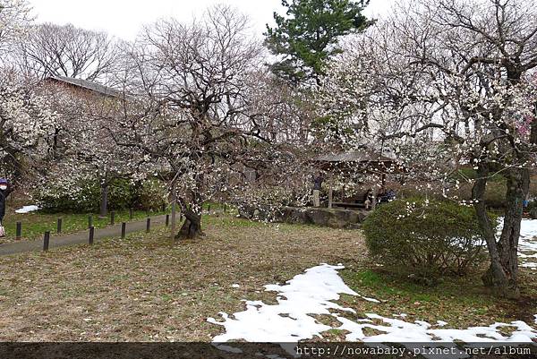 13大倉山公園賞梅花.JPG