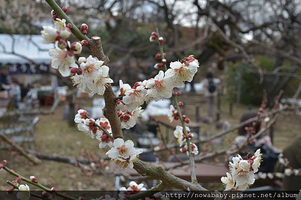 16大倉山公園賞梅花.JPG