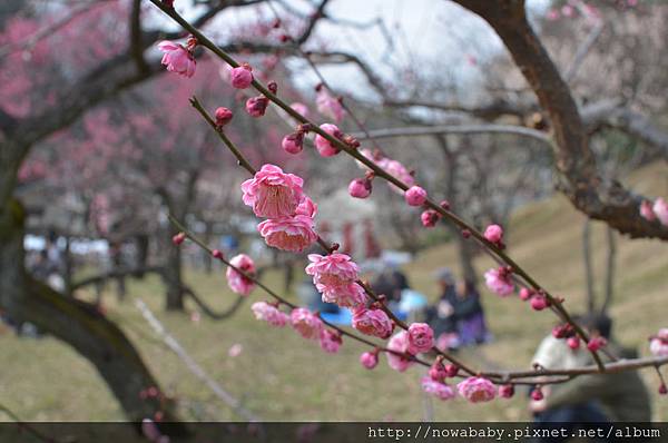 17大倉山公園賞梅花.JPG