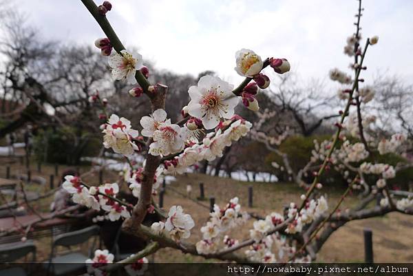 19大倉山公園賞梅花.JPG