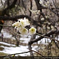 20大倉山公園賞梅花.JPG