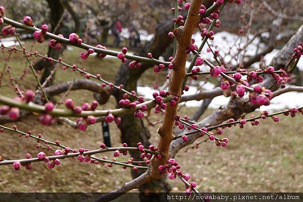 21大倉山公園賞梅花.JPG