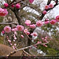 22大倉山公園賞梅花.JPG