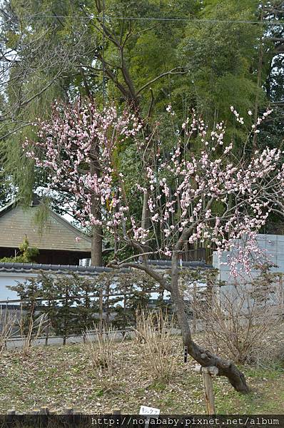 27大倉山公園賞梅花.JPG